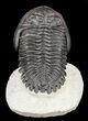 Large, Hollardops Trilobite - Exceptional Specimen #56553-5